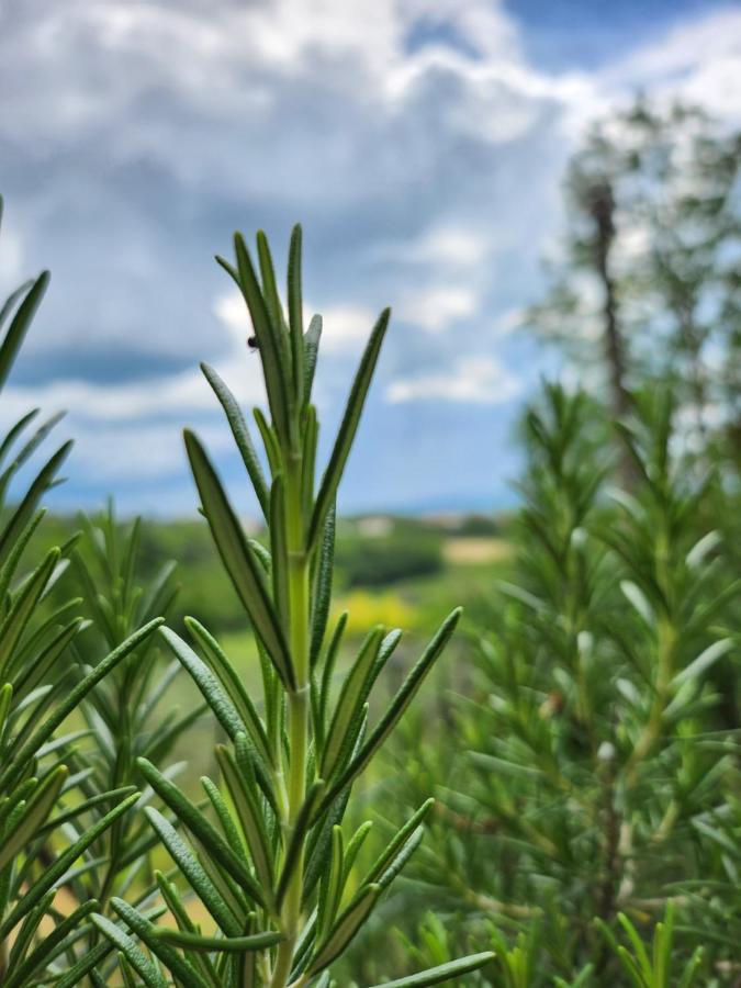 مبيت وإفطار تْشيرتالدو Il Giuggiolo - La Collina Della Quiete المظهر الخارجي الصورة